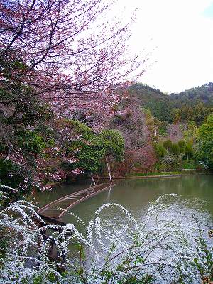 竜安寺１９.jpg