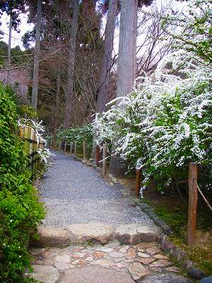 竜安寺雪柳２.jpg