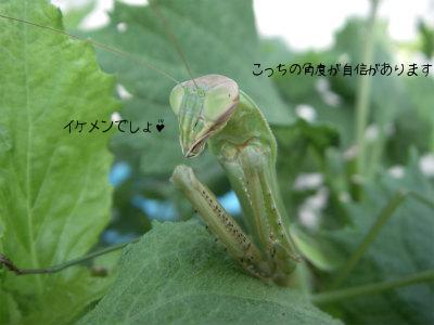 カマキリ3.jpg