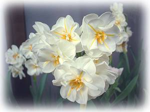 水仙~サーウィンストンチャーチル