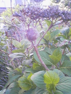 かまきりの卵？？？