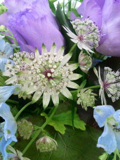 アストランティア・マヨール