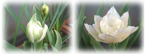 ﾁｭｰﾘｯﾌﾟ-ｱﾝﾈﾘﾃﾞ