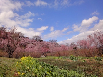 菜の花と桜