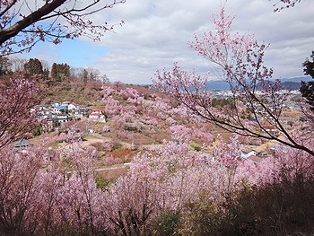 花見山