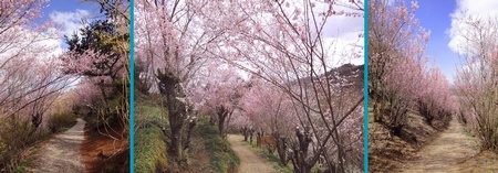 桜の道