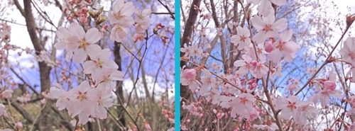 桜１