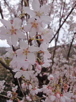 桜２