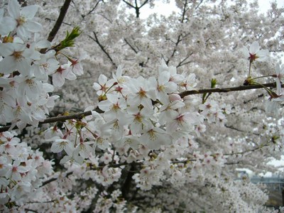 桜