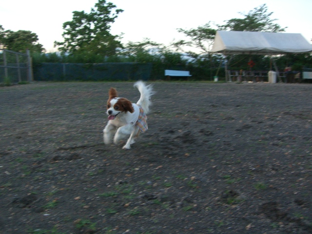 ハナドッグラン