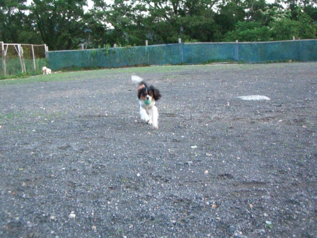 くまドッグラン