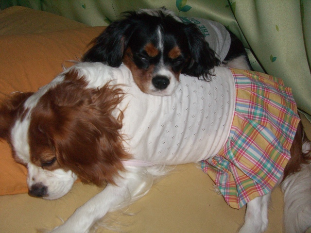 おやすみ。。。