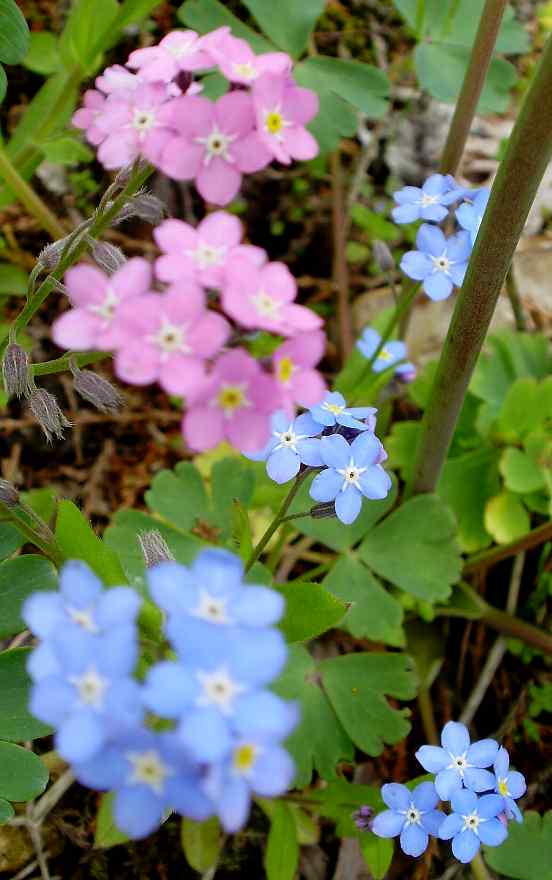 2008春　裏磐梯のログハウス周辺４