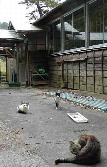 廃校の渡り廊下のまえのねこたち