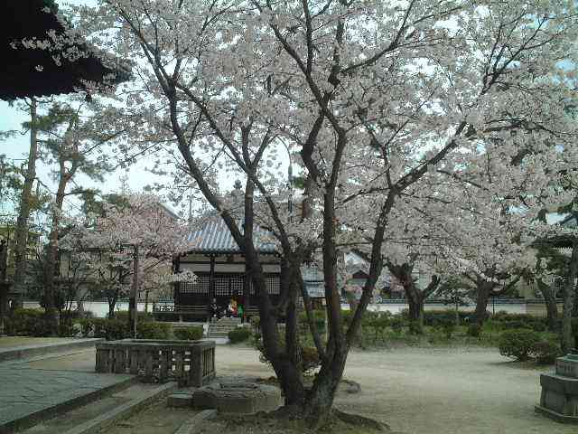 百万遍の桜花５