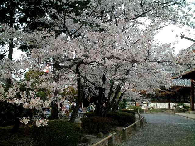 百万遍の桜花７