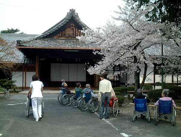 百万遍の桜花８