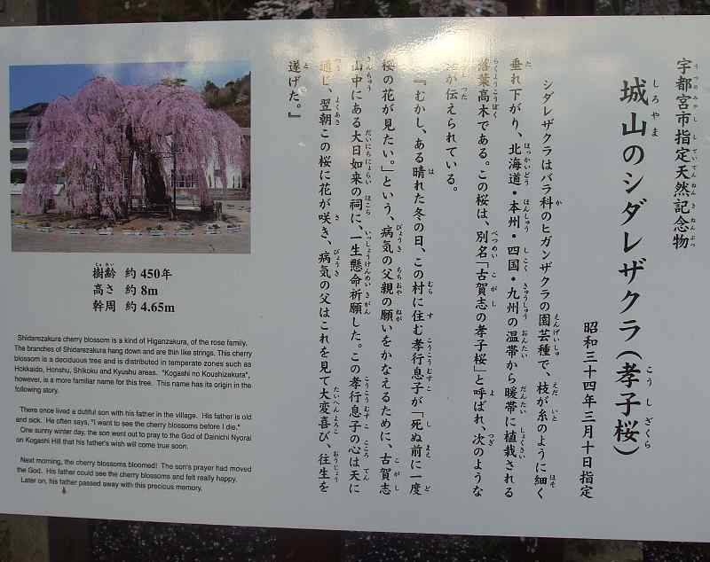 古賀志山の孝子桜３