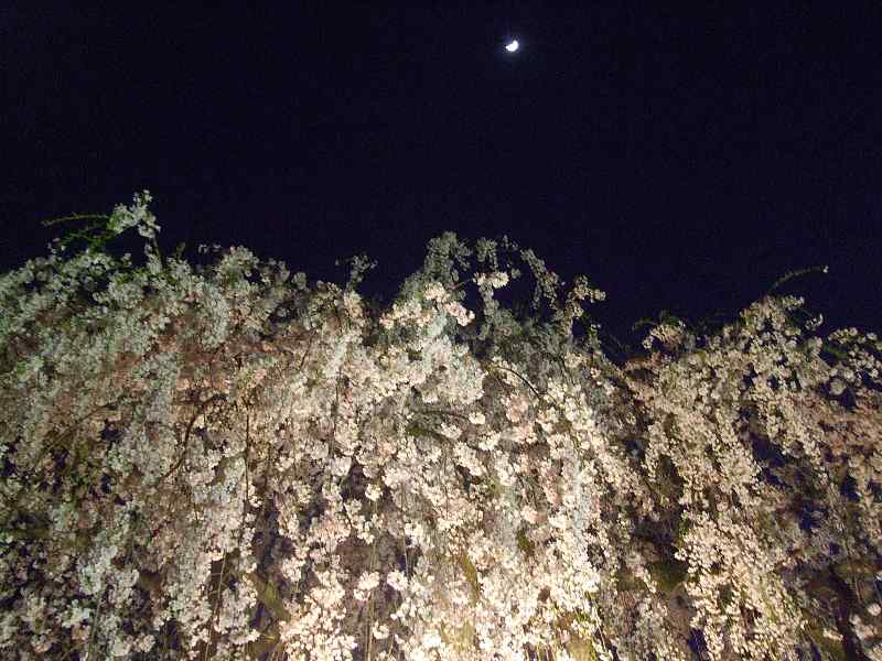 古賀志山の夜桜見物１