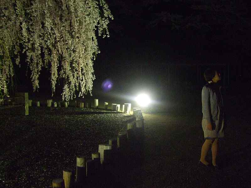 古賀志山の夜桜見物２