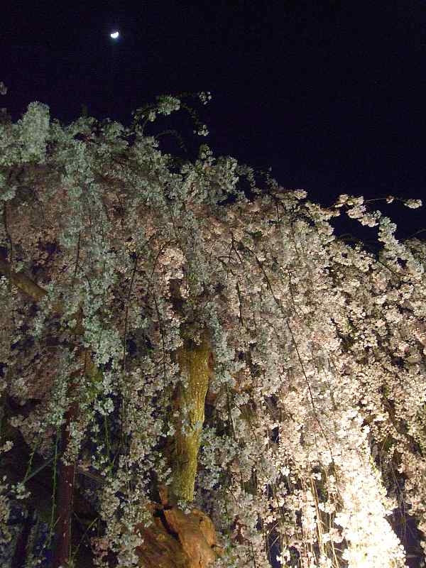 古賀志山の夜桜見物３