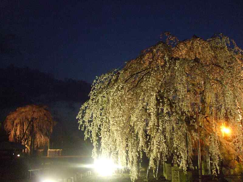 古賀志山の夜桜見物４
