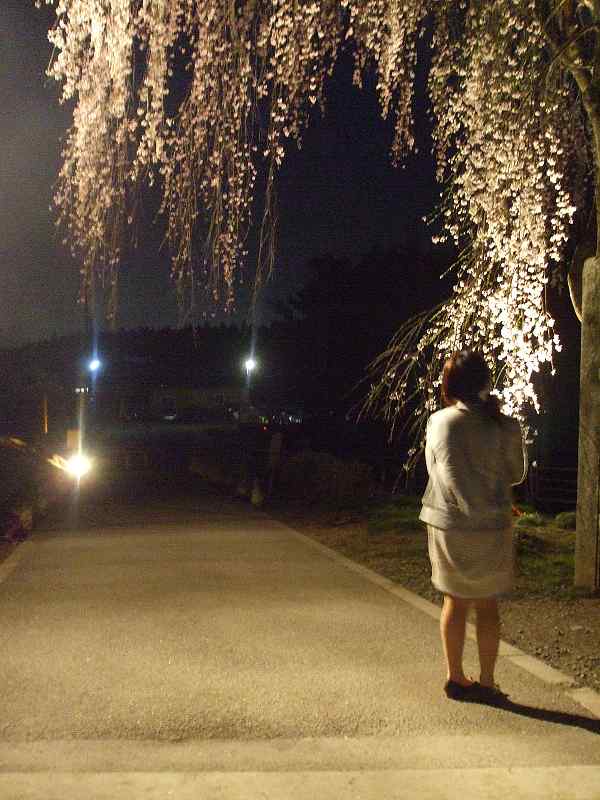 古賀志山の夜桜見物５