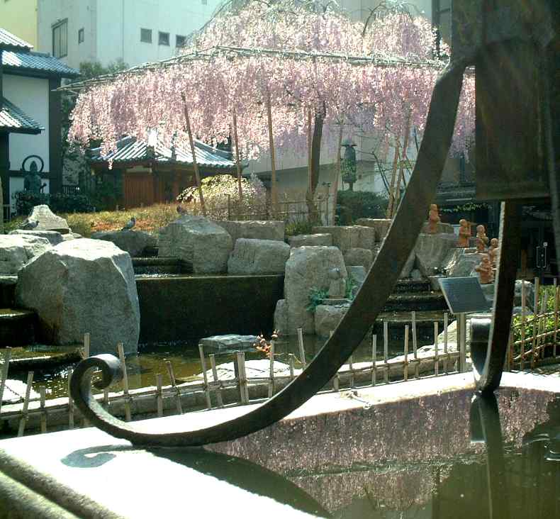 六角堂「御幸桜」2