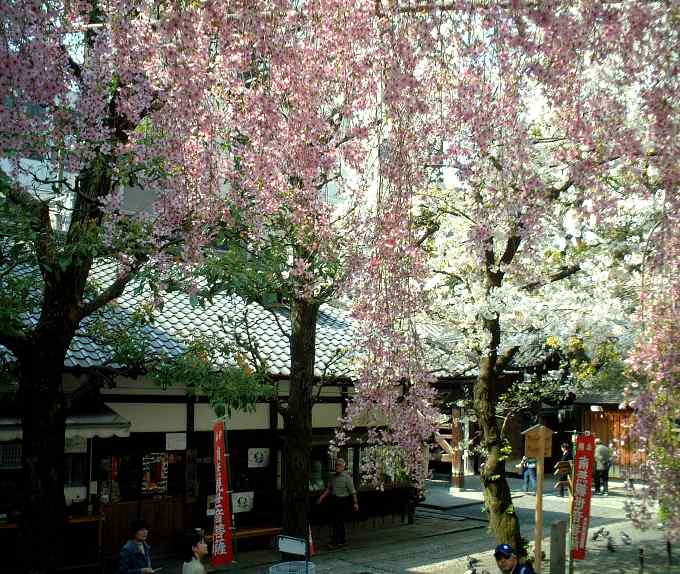 六角堂「御幸桜」3