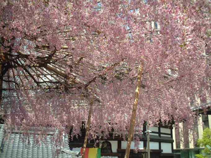 六角堂「御幸桜」4