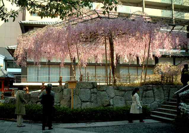 六角堂「御幸桜」5