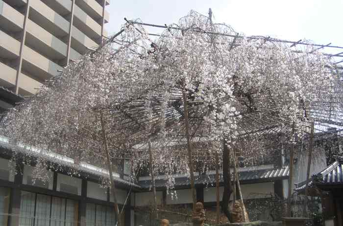 六角堂「御幸桜」6