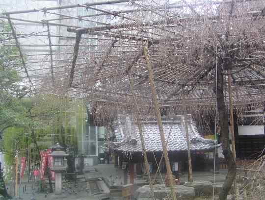 六角堂「御幸桜」9