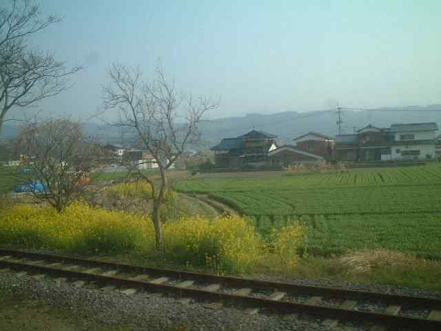 JR九州の旅４　菜の花