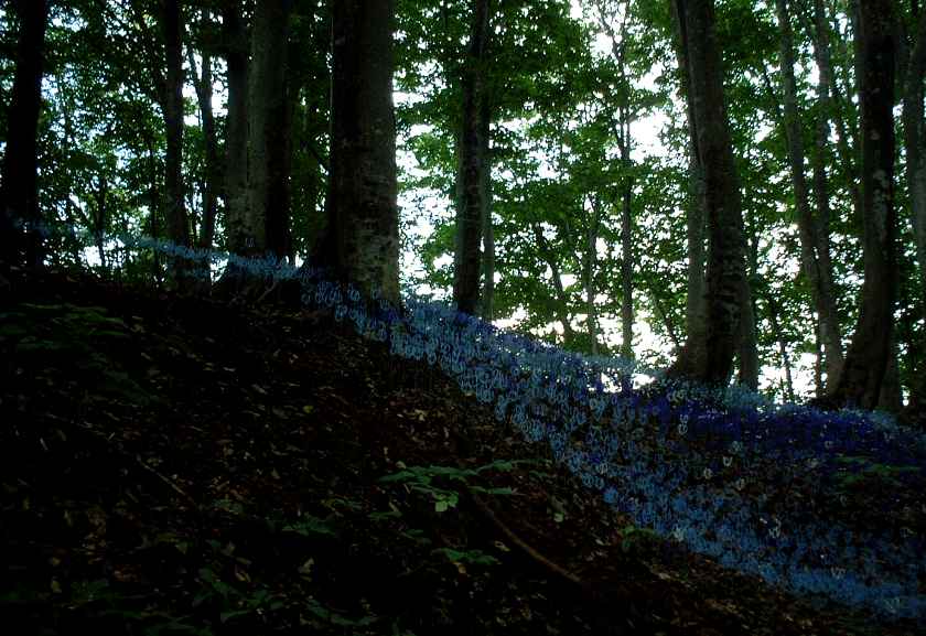 こころの花~あの頃へ5