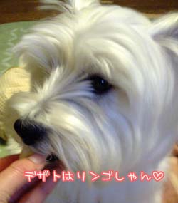 デザート食てる白ねずみ