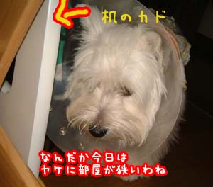 ぶつかるエリザベス