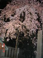 しだれ桜２