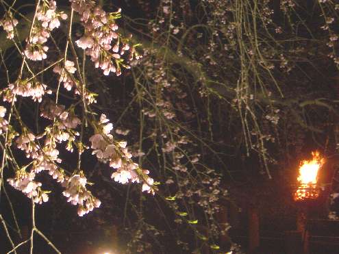 夜桜