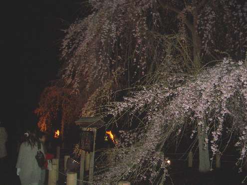 夜桜