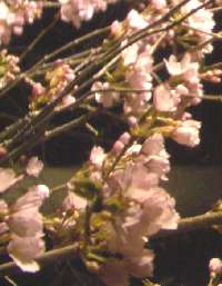 夜桜