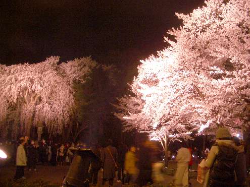 高田公園　シダレ桜