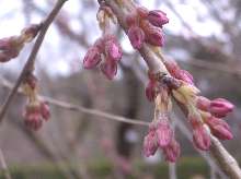 しだれ桜