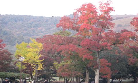 071111～12　ガンバ戦・奈良 018-1.JPG