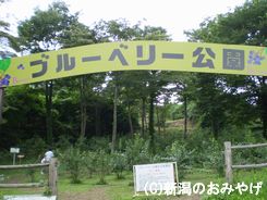 川場水田＜ブルーベリー園＞