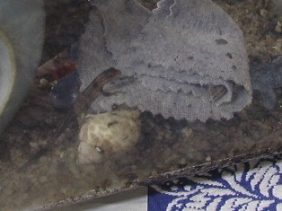 チロ「おやぶん、そのお布団きもちいい？」