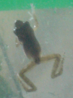 新入りチビさん 種類不明