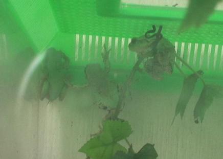 食欲低下のアマガエルさん達