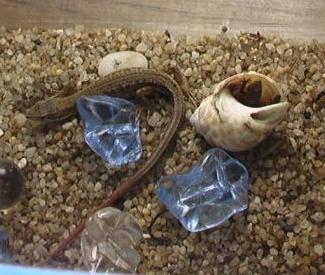 チロお気に入りの場所開拓