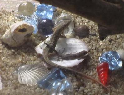 仲良しカナヘビコンビ(故 トカさんと)